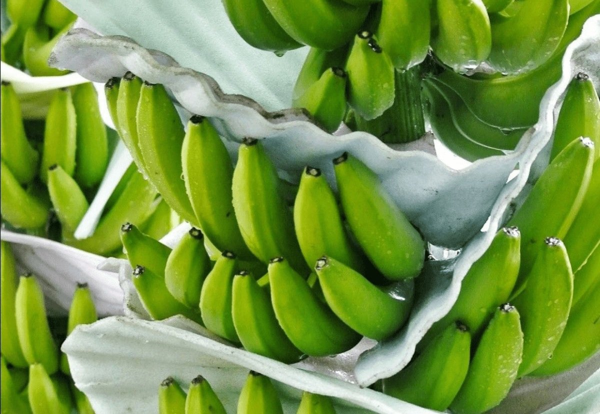 Buồng chuối xanh